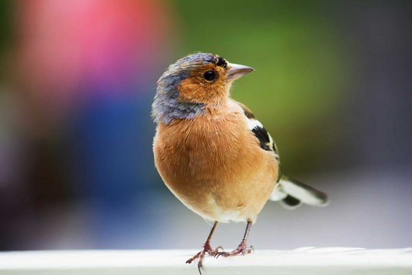Comment fabriquer une mangeoire à oiseaux avec des matériaux recyclés ?