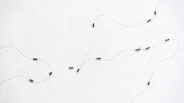 Quand les fourmis deviennent un problème : comment réagir à une invasion ?